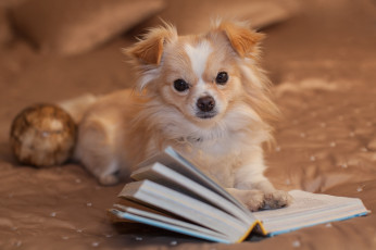 Картинка животные собаки читатель