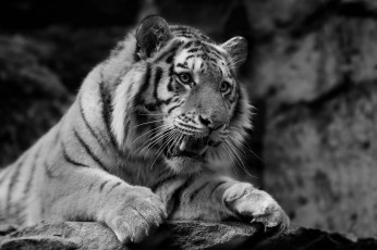 Картинка животные тигры черно-белое морда кошка скалы