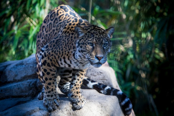 Картинка животные Ягуары кошка внимание пятна морда
