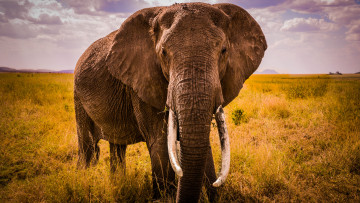 Картинка животные слоны бивни слон саванна