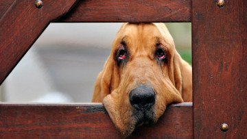 Картинка животные собаки собака морда забор бладхаунд голова