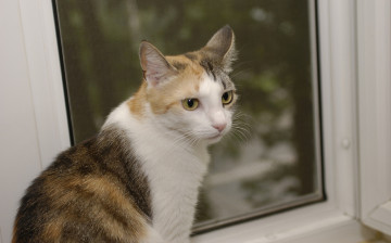 Картинка животные коты трёхцветная стекло окно кошка