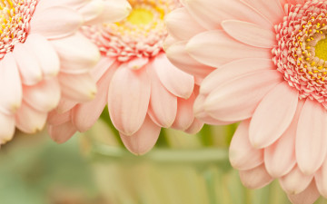 Картинка цветы герберы клумба теплые тона цветочки цветок нежность розовый цветочек лепестки лепесток сад цетки цветение