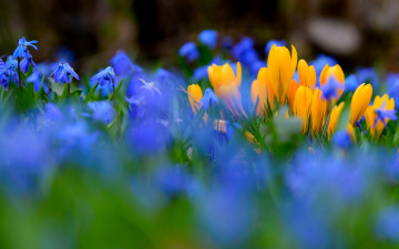 Картинка цветы разные+вместе природа весна крокусы пролески