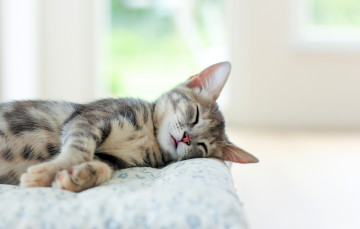 Картинка животные коты лежит кошка комната спит