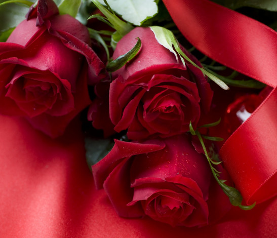 Обои картинки фото цветы, розы, лента, атлас