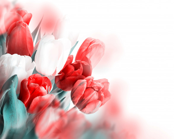 Обои картинки фото цветы, тюльпаны, белые, красные