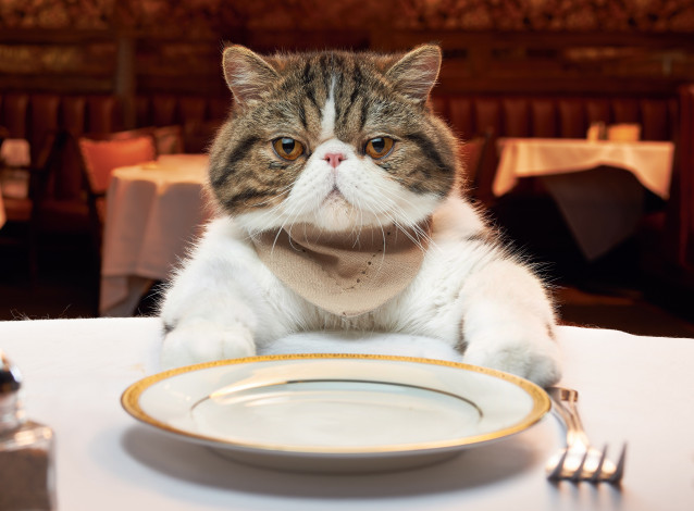 Обои картинки фото животные, коты, ресторан, приборы, вилка, этикет, тарелка, стол, кот
