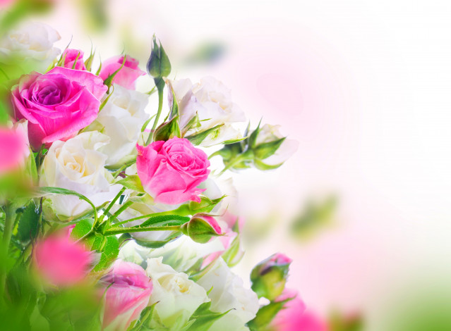 Обои картинки фото цветы, розы, белые, розовые