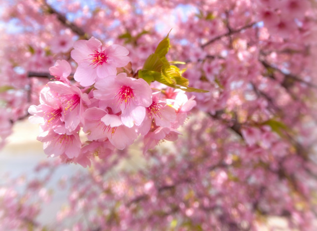 Обои картинки фото цветы, сакура,  вишня, цветение, весна
