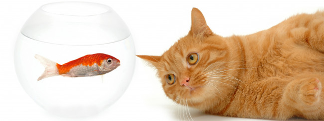 Обои картинки фото животные, разные вместе, кот, рыжий, аквариум, рыбка, белый, фон