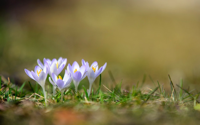 Обои картинки фото цветы, крокусы, природа, весна