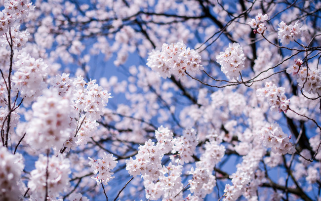 Обои картинки фото цветы, сакура,  вишня, дерево, белые, веточка, вишня, лепестки