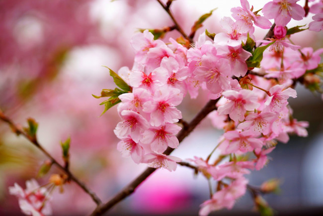 Обои картинки фото цветы, сакура,  вишня, дерево, ветки