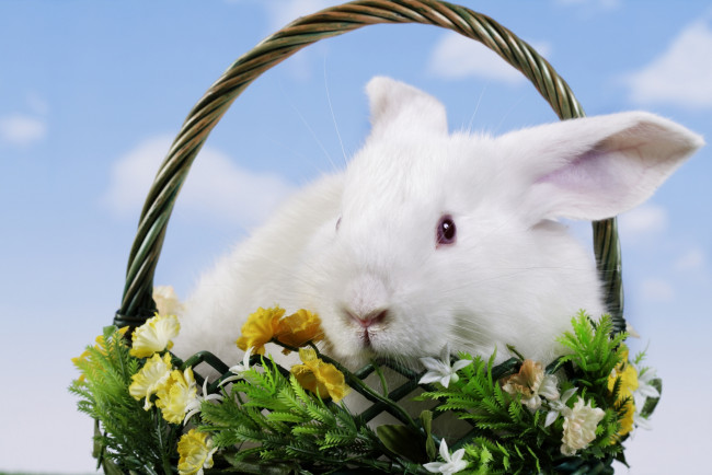 Обои картинки фото животные, кролики,  зайцы, easter, цветы, пасха, корзина, кролик