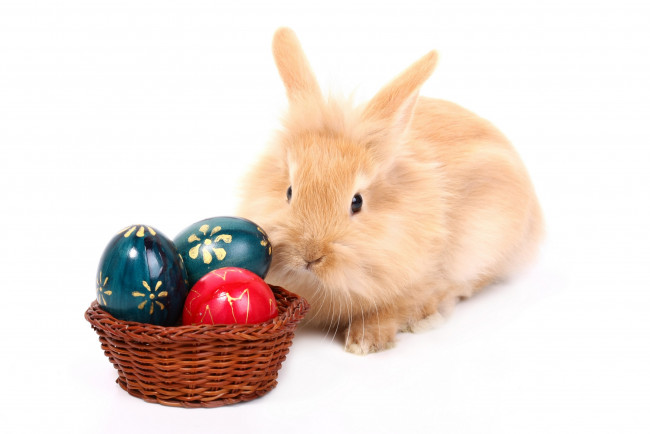 Обои картинки фото животные, кролики,  зайцы, яйцо, пасха, кролик, easter
