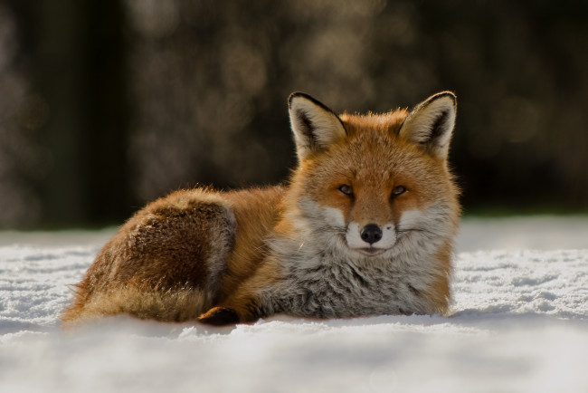 Обои картинки фото животные, лисы, снег, лисичка