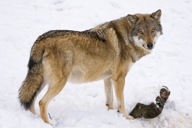 Обои картинки фото животные, волки,  койоты,  шакалы, красавец, снег