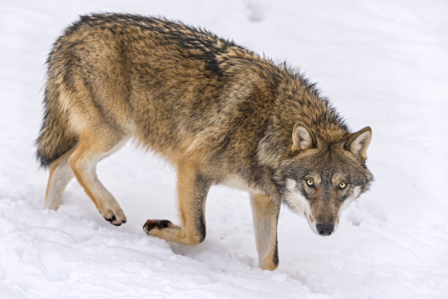Обои картинки фото животные, волки,  койоты,  шакалы, волк, снег
