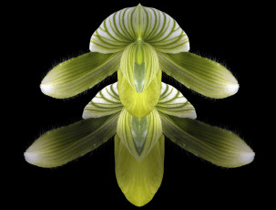 Картинка цветы орхидеи фон чёрный цветок макро орхидея