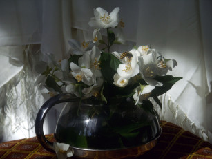Картинка цветы жасмин оса