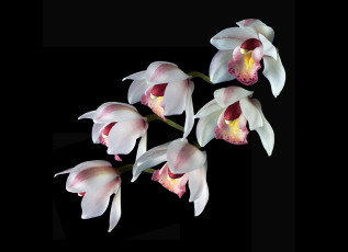 Картинка цветы орхидеи фон черный