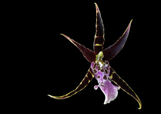 Картинка цветы орхидеи орхидея фон черный