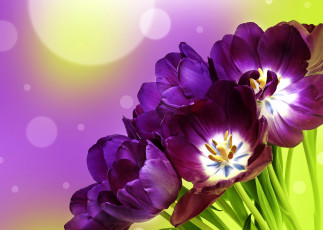 Картинка цветы тюльпаны фиолетовые фон tulips flowers