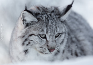 Картинка животные рыси кошка хищник морда снег зима красавица