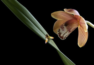 Картинка цветы орхидеи травинка насекомое орхидея макро цветок фон чёрный