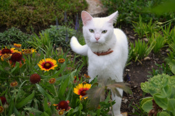 Картинка животные коты киса коте кот кошка взгляд ушки цветы клумба ошейник