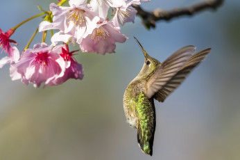 Картинка животные колибри птичка цветок дерево