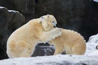 Картинка животные медведи хищники пара драка борьба игра разборка зоопарк зима снег скалы