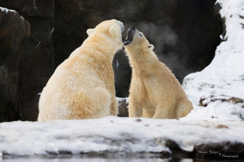 Картинка животные медведи хищники пара пасть рык ссора зима снег скалы зоопарк