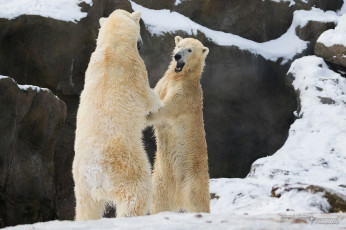 Картинка животные медведи пара драка борьба игра хищники снег зима зоопарк
