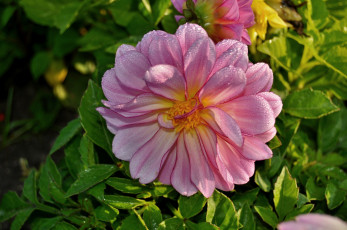Картинка цветы георгины розовая георгина
