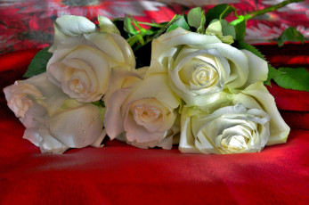 Картинка цветы розы рамка букет белые