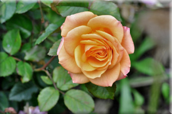 Картинка цветы розы роза оранжевая