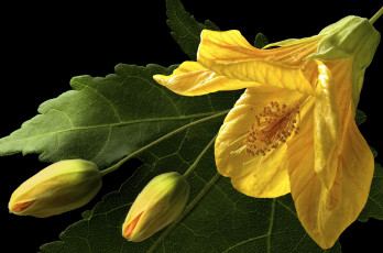 Картинка цветы гибискусы бутон макро китайская роза желтый гибискус