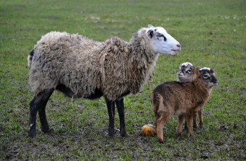 Картинка животные овцы +бараны луг барашки мама малыши