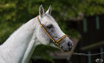 Картинка автор +oliverseitz животные лошади красавец профиль морда серый конь