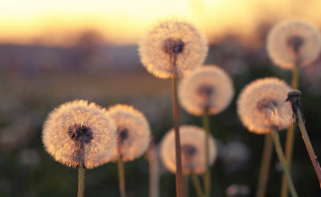 Картинка лучи+солнца цветы одуванчики