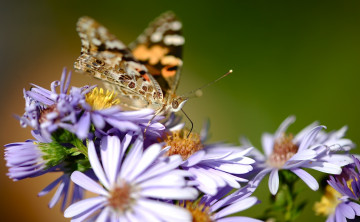 Картинка животные бабочки +мотыльки +моли бабочка цветы соцветие нектар