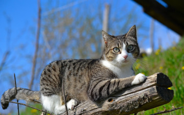 Картинка животные коты кот ветка бревно природа кошка