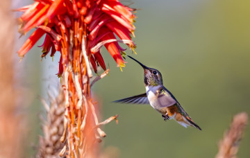 Картинка животные колибри цветок птичка дерево