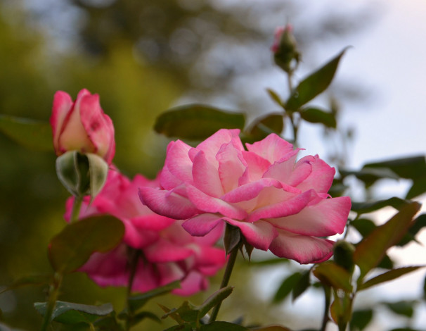 Обои картинки фото цветы, розы, куст, розовые, бутоны