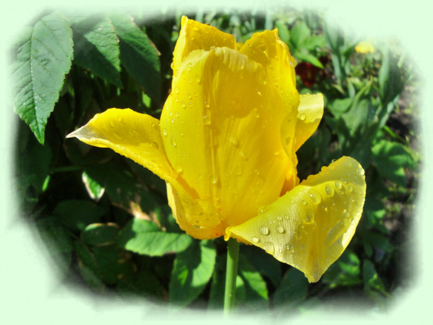 Обои картинки фото цветы, тюльпаны, роса, жёлтый, тюльпан