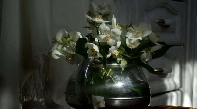Обои картинки фото цветы, жасмин