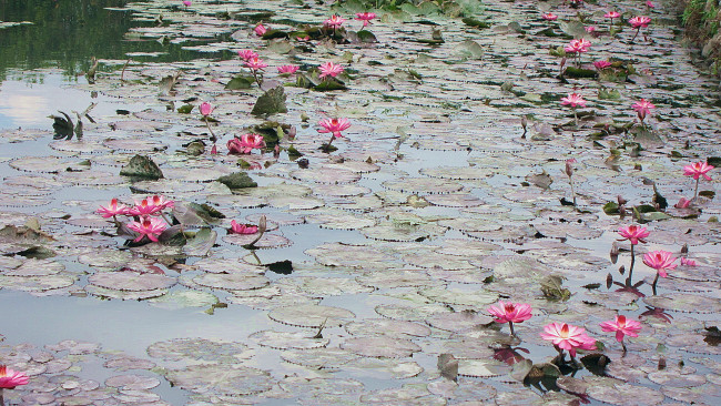 Обои картинки фото цветы, лилии водяные,  нимфеи,  кувшинки, пруд