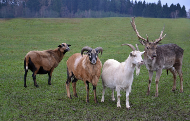 Обои картинки фото животные, разные вместе, козы, олени